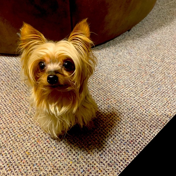 Meet your Posher, Christopher - Picture 3 of 10